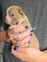 Dallas, a male Boston Terrier for sale in Findlay, OH – 2 of 2