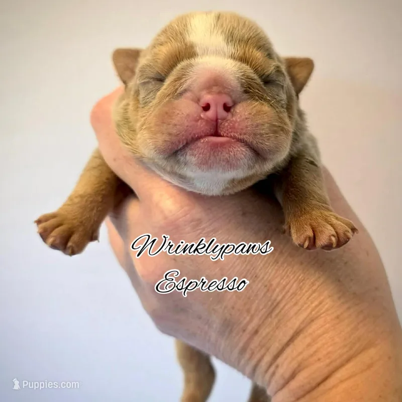 Espresso – English Bulldog puppy for sale in Findlay, OH