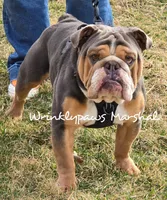 Espresso, a male English Bulldog for sale in Findlay, OH – Photo 3 of 4