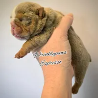 Espresso, a male English Bulldog for sale in Findlay, OH – Photo 2 of 4