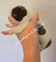 Spoticus, a male Boston Terrier for sale in Findlay, OH – 4 of 4