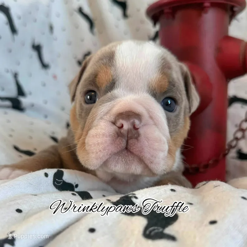 Truffle – English Bulldog puppy for sale in Findlay, OH