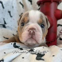 Truffle, a male English Bulldog for sale in Findlay, OH – 3 of 10
