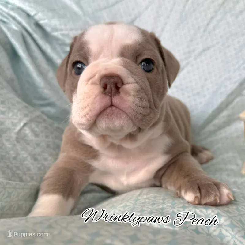 Peach – English Bulldog puppy for sale in Findlay, OH