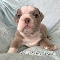 Peach, a female English Bulldog for sale in Findlay, OH – 3 of 8