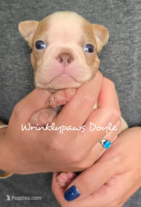 Doyle – Boston Terrier puppy for sale in Findlay, OH