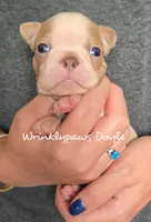 Doyle, a male Boston Terrier for sale in Findlay, OH – 1 of 2