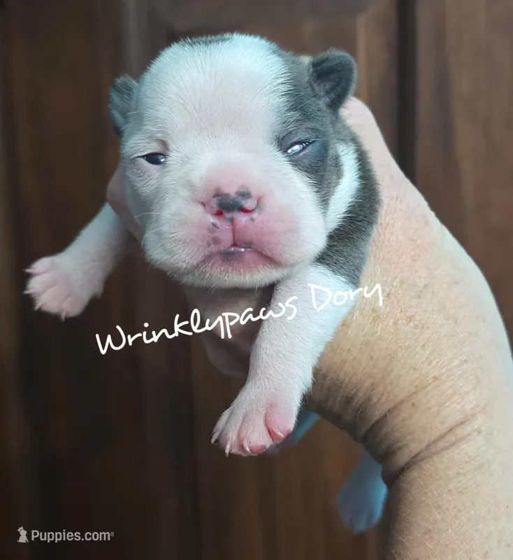 Dory – Boston Terrier puppy for sale in Findlay, OH