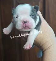 Dory, a female Boston Terrier for sale in Findlay, OH – 1 of 2