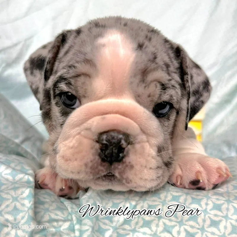 Pear – English Bulldog puppy for sale in Findlay, OH