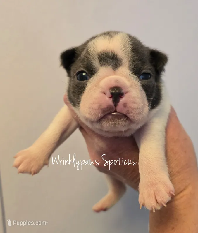 Spoticus – Boston Terrier puppy for sale in Findlay, OH
