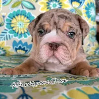 Orion, a male English Bulldog for sale in Findlay, OH – 2 of 2