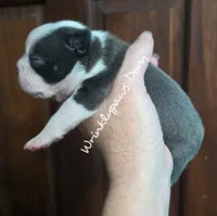 Dory, a female Boston Terrier for sale in Findlay, OH – 2 of 2