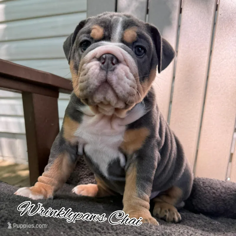 Chai – English Bulldog puppy for sale in Findlay, OH