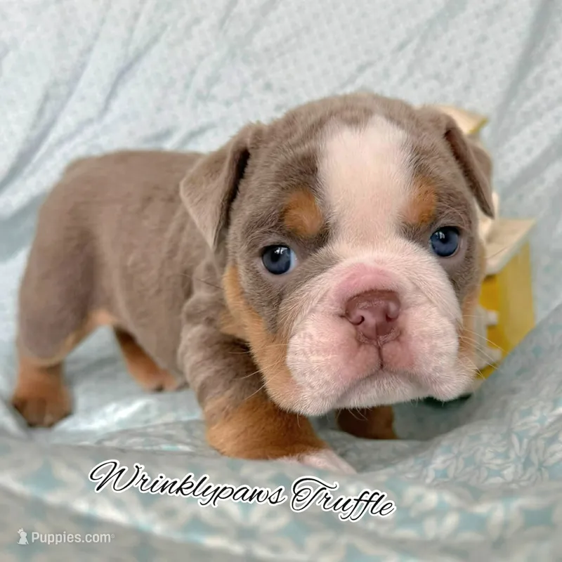 Truffle – English Bulldog puppy for sale in Findlay, OH