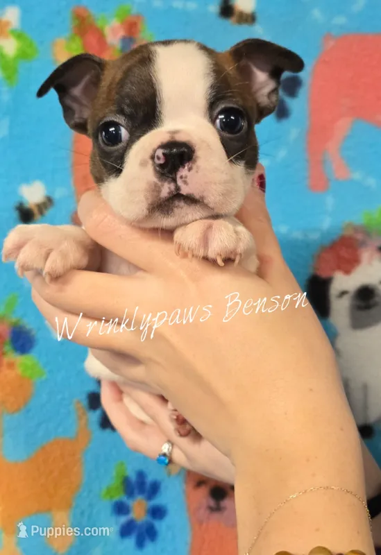 Benson – Boston Terrier puppy for sale in Findlay, OH