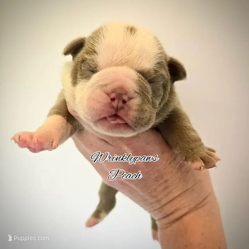 Peach – English Bulldog puppy for sale in Findlay, OH