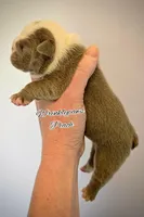 Peach, a female English Bulldog for sale in Findlay, OH – Photo 2 of 2