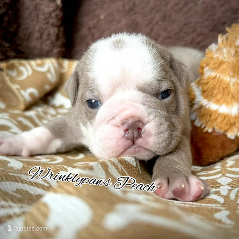 Peach – English Bulldog puppy for sale in Findlay, OH