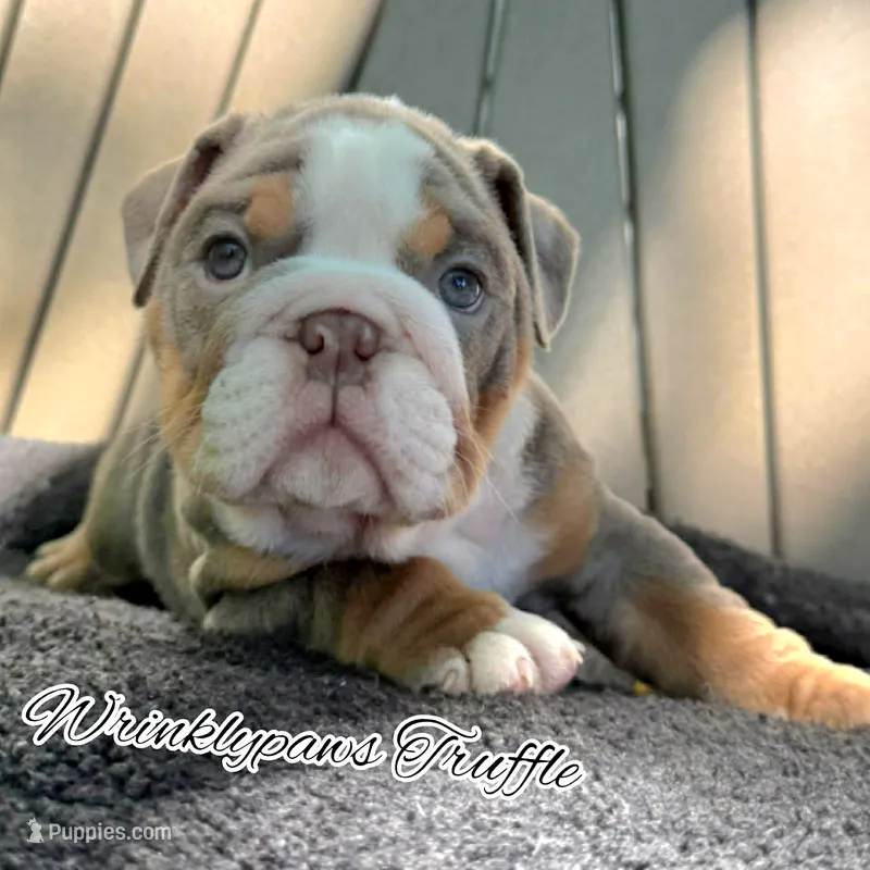 Truffle – English Bulldog puppy for sale in Findlay, OH