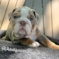 Truffle, a male English Bulldog for sale in Findlay, OH – 1 of 3