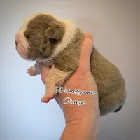 Orange, a male English Bulldog for sale in Findlay, OH – Photo 2 of 2