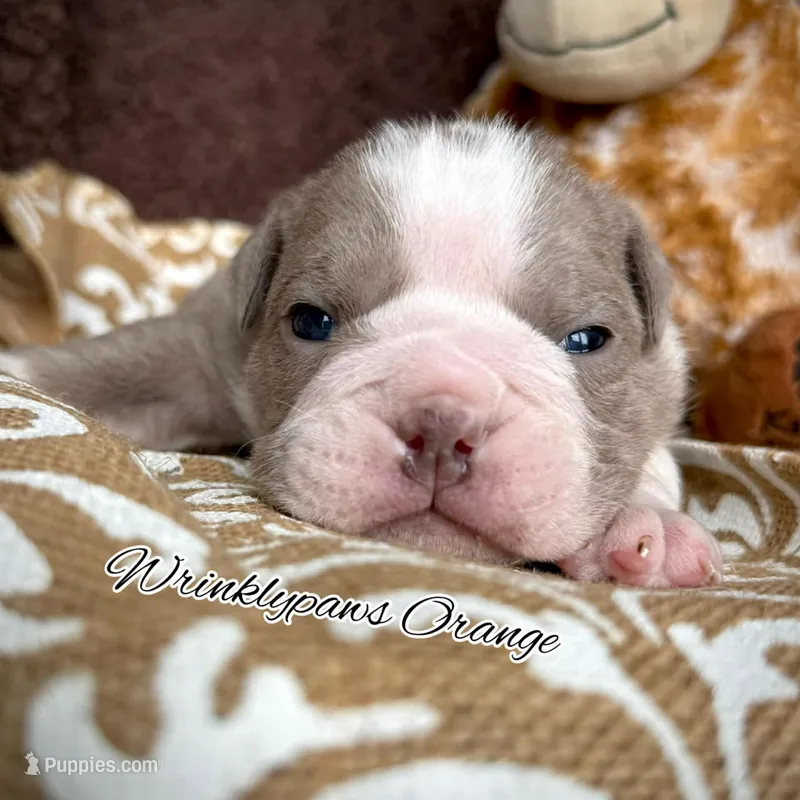 Orange – English Bulldog puppy for sale in Findlay, OH
