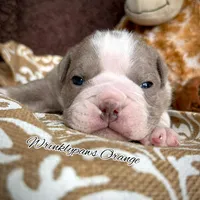 Orange, a male English Bulldog for sale in Findlay, OH – 4 of 7