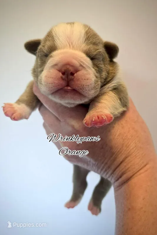 Orange – English Bulldog puppy for sale in Findlay, OH