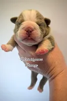 Orange, a male English Bulldog for sale in Findlay, OH – Photo 1 of 2