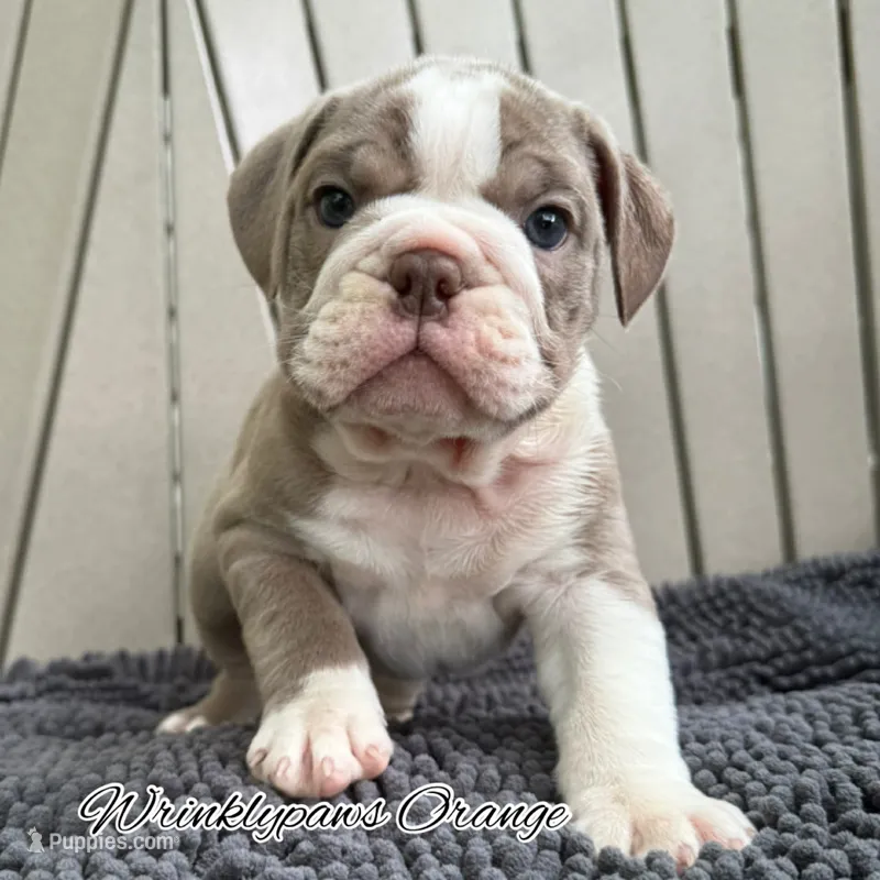 Orange – English Bulldog puppy for sale in Findlay, OH