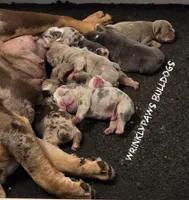 Latte, a female English Bulldog for sale in Findlay, OH – Photo 5 of 6