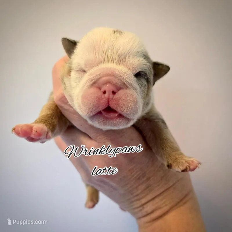 Latte – English Bulldog puppy for sale in Findlay, OH