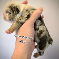 Latte, a female English Bulldog for sale in Findlay, OH – Photo 3 of 6