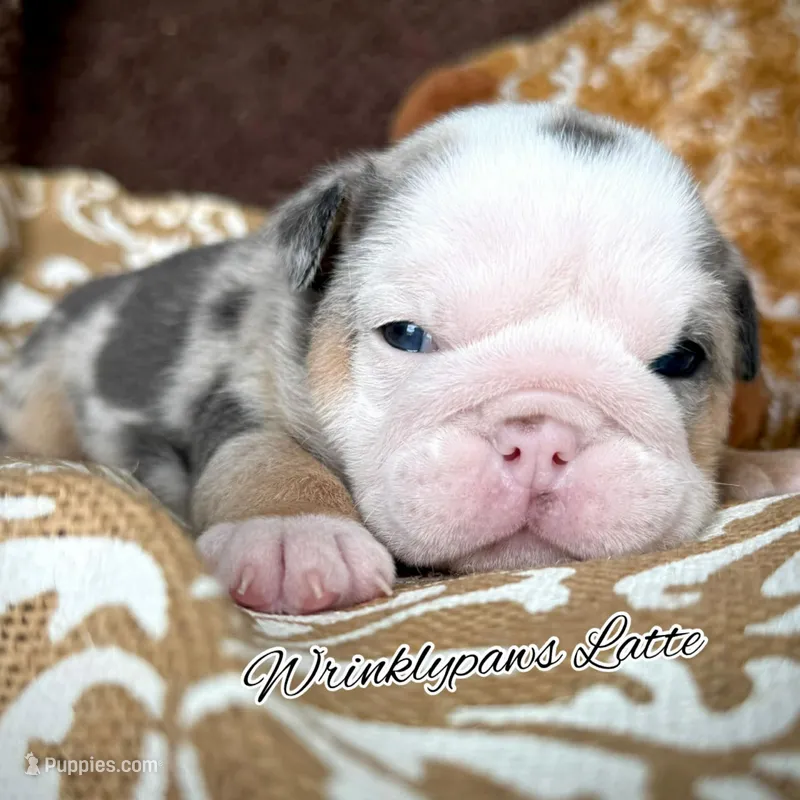 Latte – English Bulldog puppy for sale in Findlay, OH