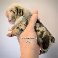 Latte, a female English Bulldog for sale in Findlay, OH – Photo 2 of 6