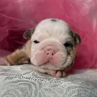 Latte, a female English Bulldog for sale in Findlay, OH – 5 of 9