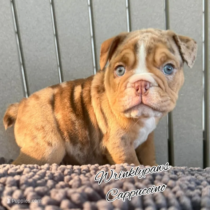 Cappuccino  – English Bulldog puppy for sale in Findlay, OH