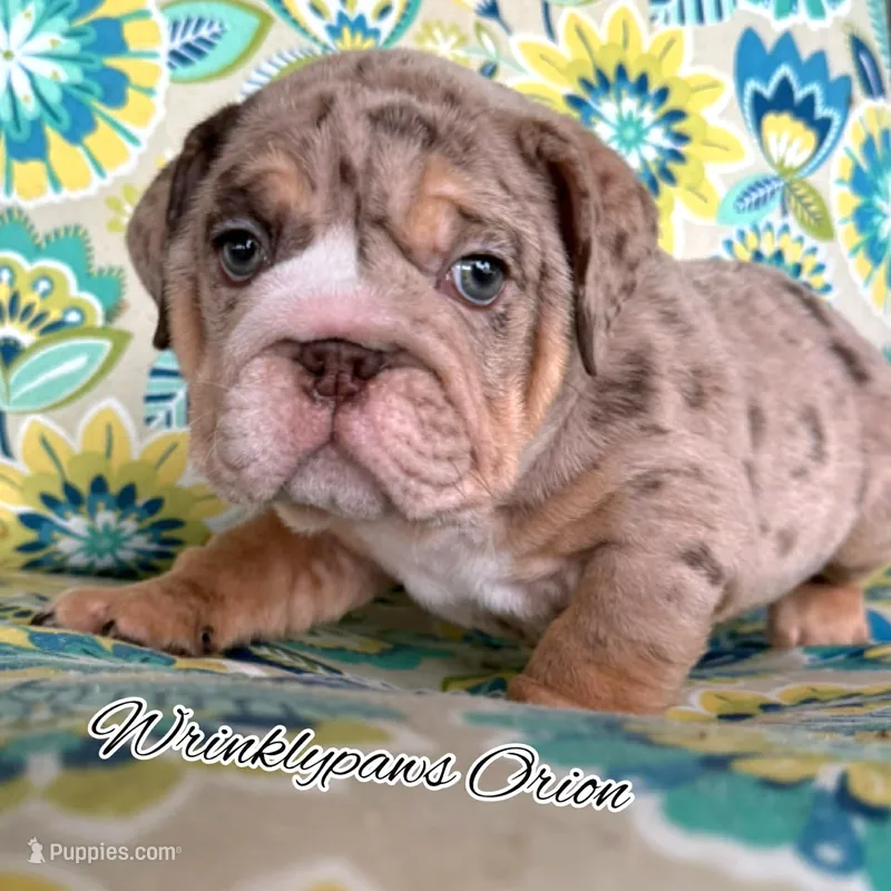 Orion – English Bulldog puppy for sale in Findlay, OH