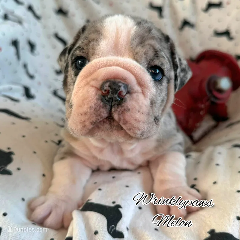 Melon – English Bulldog puppy for sale in Findlay, OH
