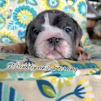 Sterling, a male English Bulldog for sale in Findlay, OH – 2 of 2