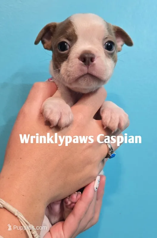 Caspian – Boston Terrier puppy for sale in Findlay, OH
