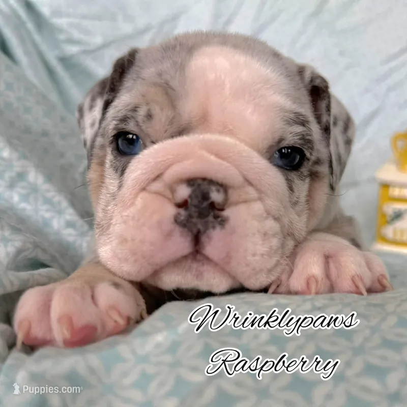 Raspberry  – English Bulldog puppy for sale in Findlay, OH