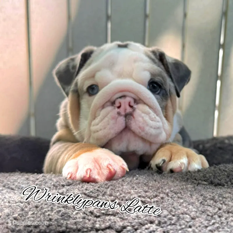 Latte – English Bulldog puppy for sale in Findlay, OH