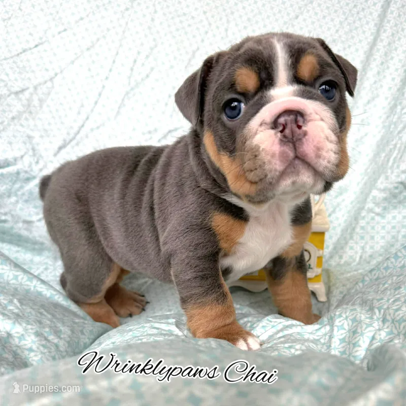 Chai – English Bulldog puppy for sale in Findlay, OH