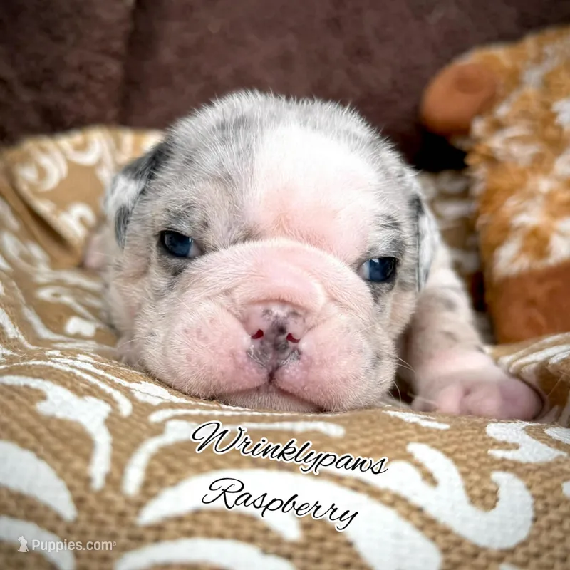 Raspberry  – English Bulldog puppy for sale in Findlay, OH