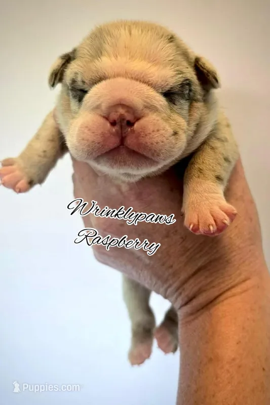 Raspberry  – English Bulldog puppy for sale in Findlay, OH
