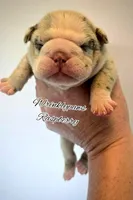 Raspberry , a female English Bulldog for sale in Findlay, OH – Photo 1 of 2