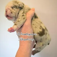 Raspberry , a female English Bulldog for sale in Findlay, OH – Photo 2 of 2