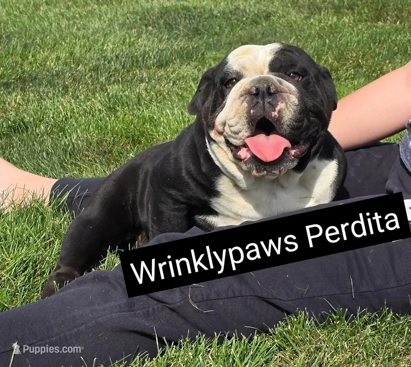 Perdita x Moose – English Bulldog puppy for sale in Findlay, OH